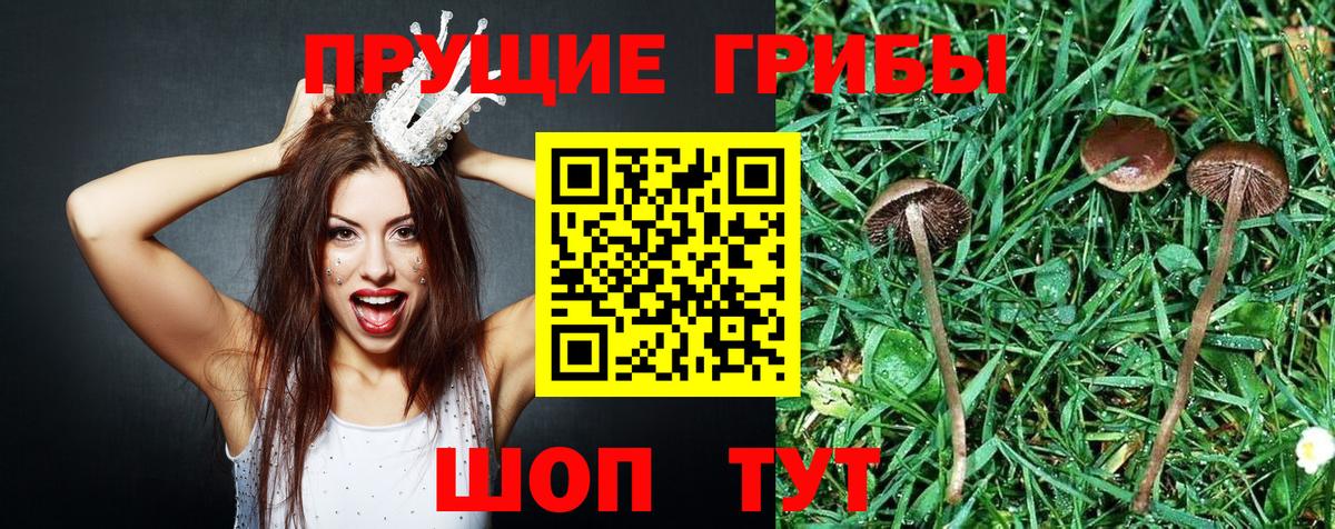 Дубна  Галлюциногенные грибы мицелий  Галлюциногенные грибы прущие грибы  Вход с VPN 